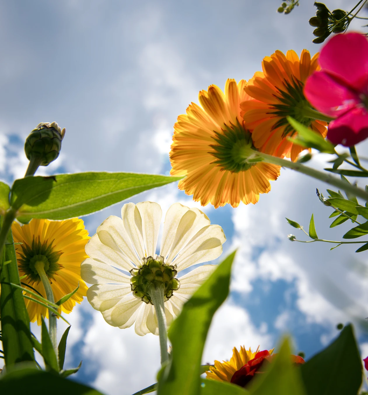 Colorful flowers blooming against a cloudy sky.