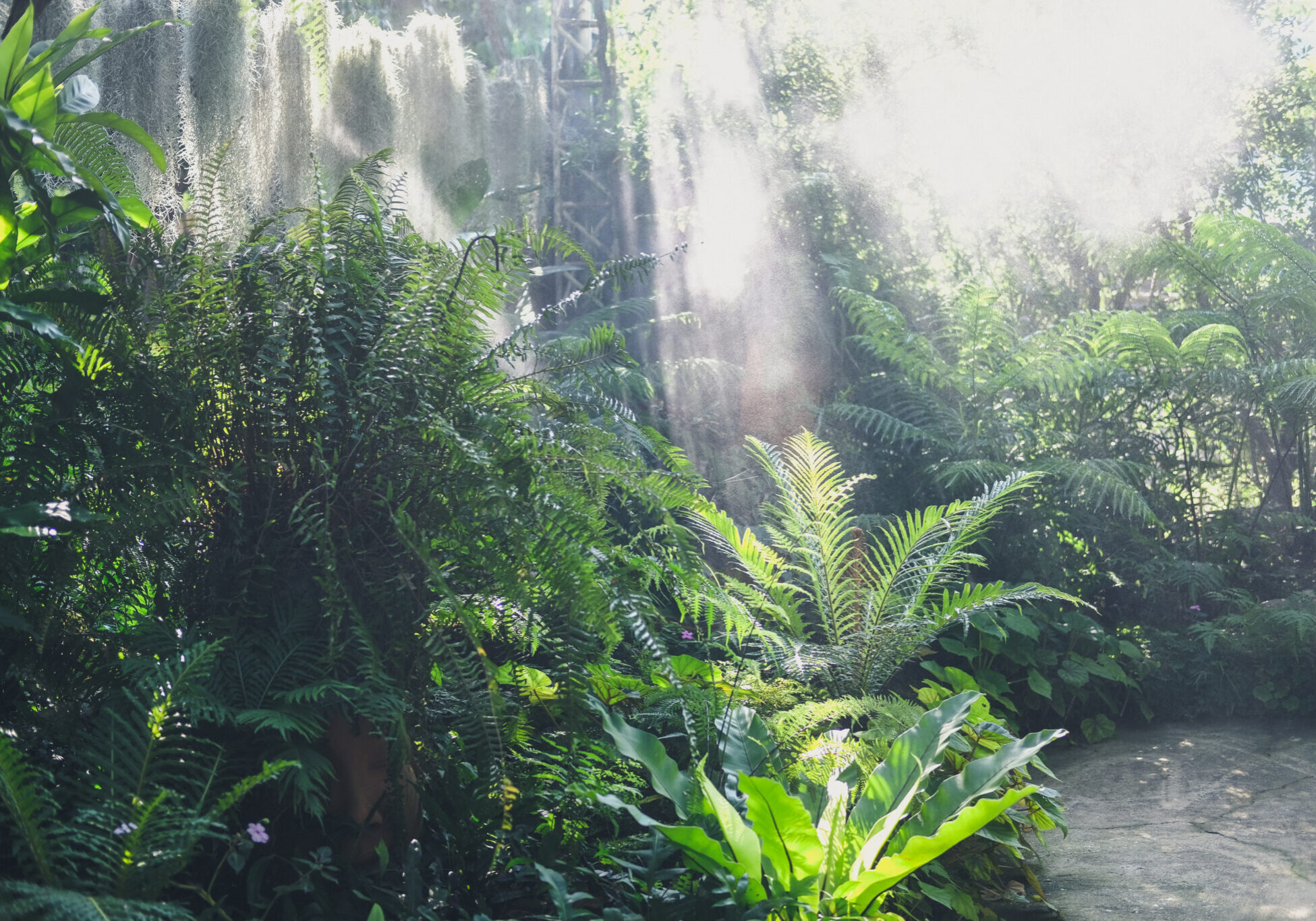 Ferns and mist in a tropical garden