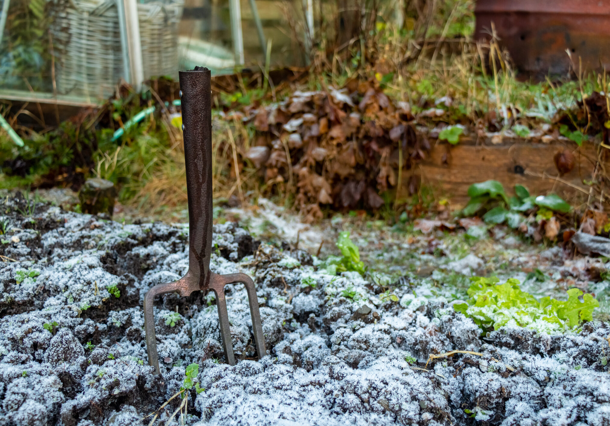 Frost-covered garden soil with garden fork