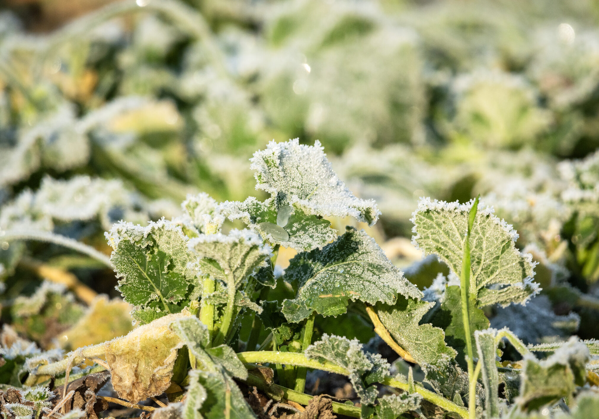 Icy leaves on ground