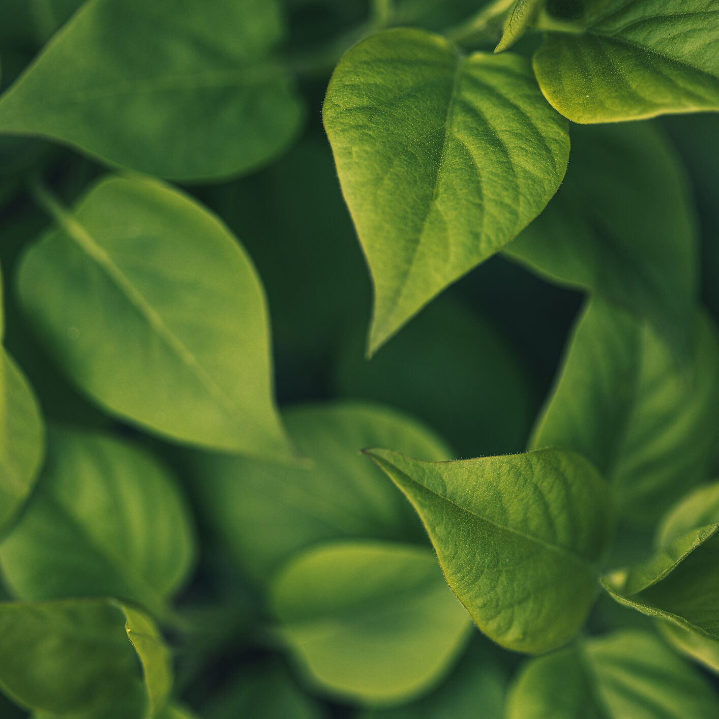 Lush foliage with overlapping green leaves.
